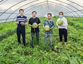 助农解忧：水乡湖公司总经理帮瓜农代言卖西瓜